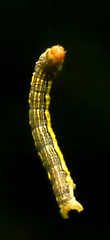 Erannis tiliaria
