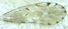 Zelandopsocus kuscheli