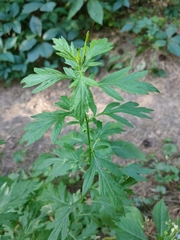 Artemisia vulgaris