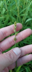 Carex aggregata