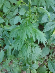 Artemisia vulgaris