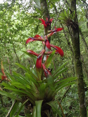 Tillandsia leiboldiana