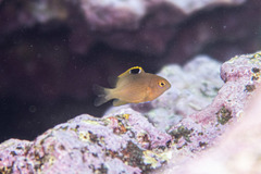 Plectroglyphidodon apicalis