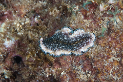 Pseudoceros leptostictus