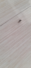 Lecithocera