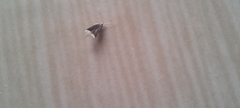 Lecithocera