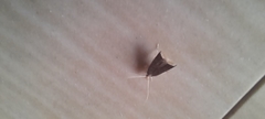 Lecithocera