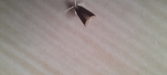 Lecithocera