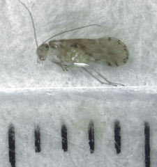Zelandopsocus kuscheli