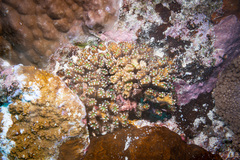 Caulastraea furcata