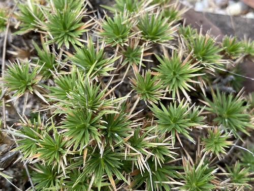 Micraira subulifolia, 2021-07-20
