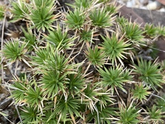 Micraira subulifolia