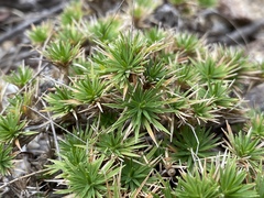 Micraira subulifolia