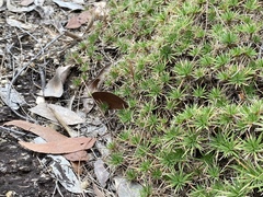 Micraira subulifolia