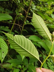 Camptotheca acuminata