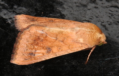 Australothis rubrescens