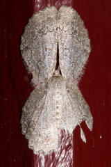 Pingasa cinerea