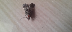 Lepidoptera