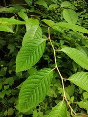 Camptotheca acuminata