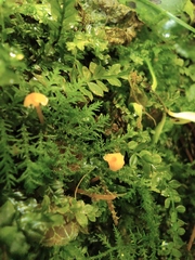 Thuidium cymbifolium