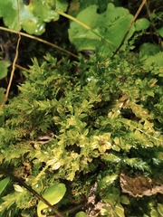 Thuidium cymbifolium