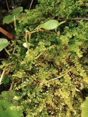 Thuidium cymbifolium