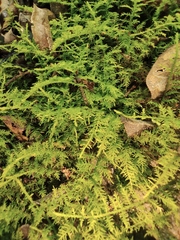 Thuidium cymbifolium
