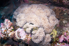 Fimbriaphyllia ancora