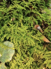 Thuidium cymbifolium