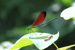 Matrona cyanoptera