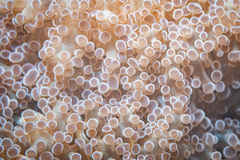 Fimbriaphyllia divisa