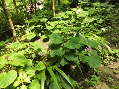 Clerodendrum lindleyi