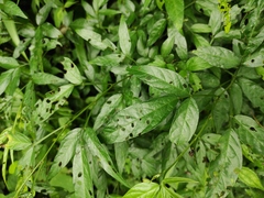 Ohwia caudata