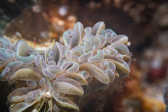 Fimbriaphyllia ancora
