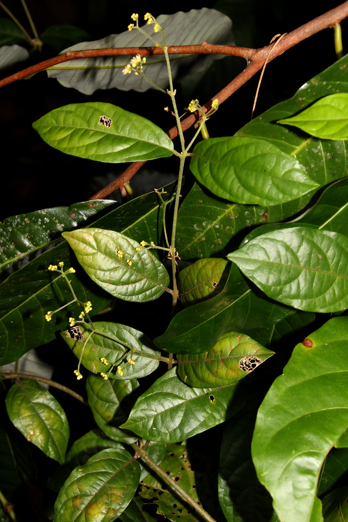 Iodes ovalis (Iodes ovalis)