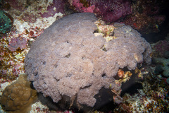 Fimbriaphyllia divisa