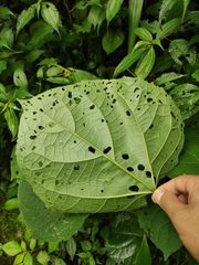 Clerodendrum lindleyi