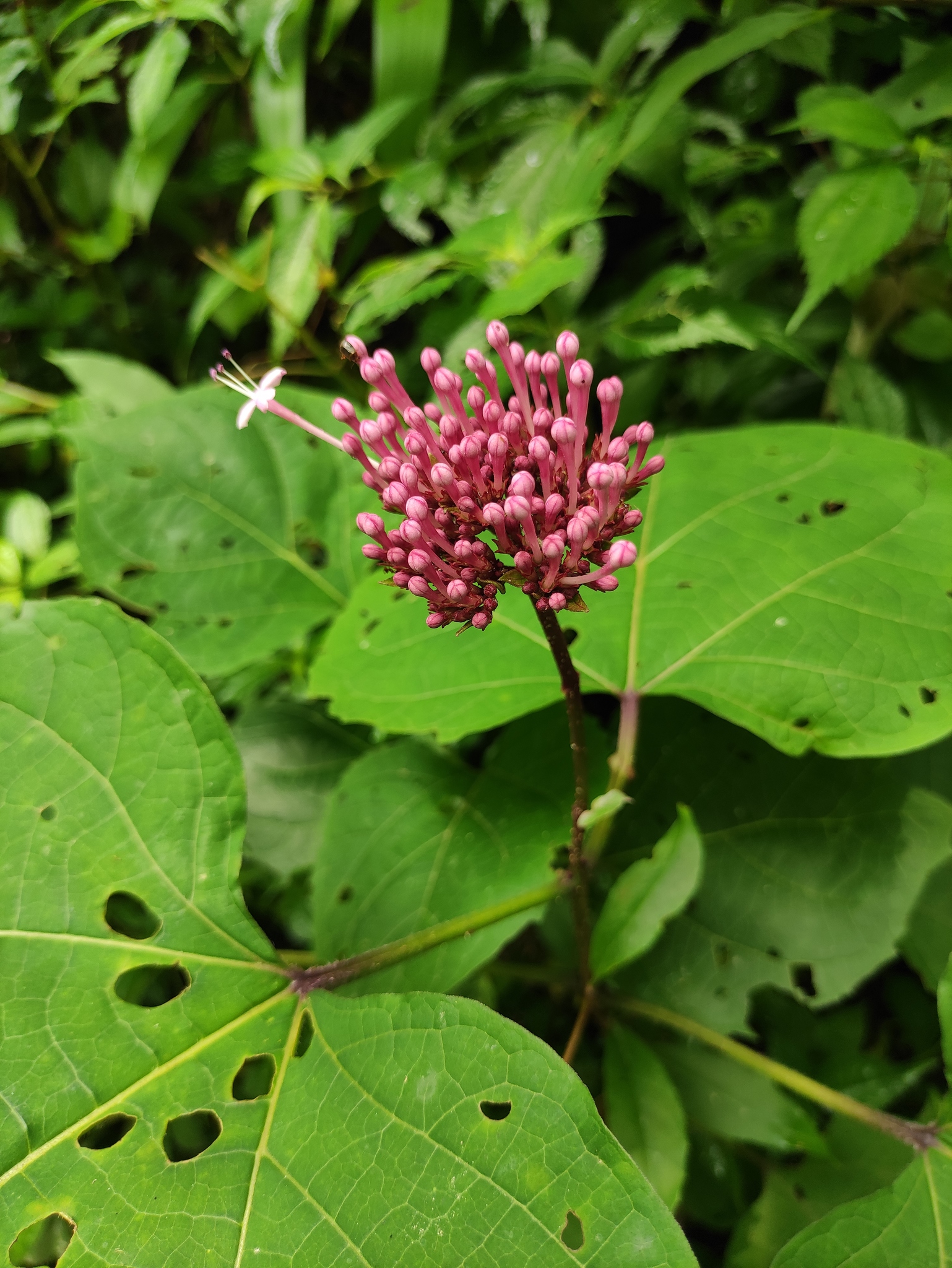 Clerodendrum lindleyi