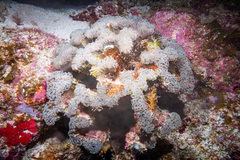 Fimbriaphyllia ancora