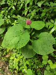 Clerodendrum lindleyi
