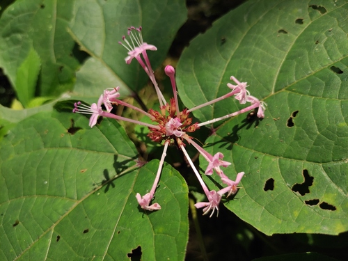 Clerodendrum lindleyi iNat (1)
