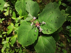 Clerodendrum lindleyi