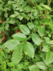 Lindera glauca