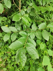 Lindera glauca