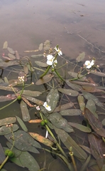Sagittaria natans
