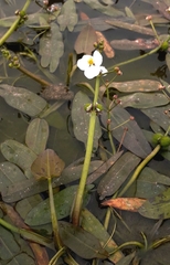 Sagittaria natans