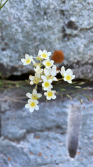 Saxifraga paniculata