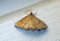 Ecpyrrhorrhoe rubiginalis