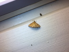 Ecpyrrhorrhoe rubiginalis