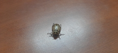 Scarabaeidae